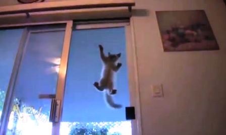 Bái phục chú mèo có khả năng leo trèo trên mặt kính
