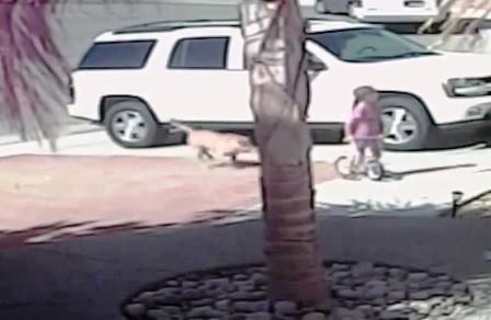 Cậu bé bị chó tấn công… được mèo cứu