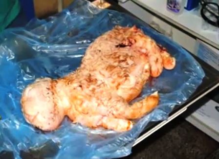 Xôn xao chú cừu có đầu hình người