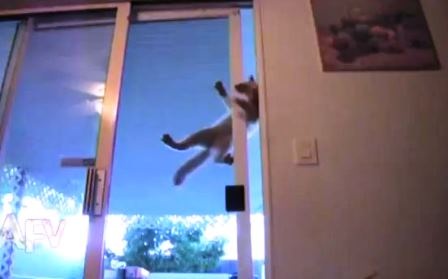 Bái phục chú mèo có khả năng leo trèo trên mặt kính