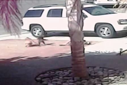 Cậu bé bị chó tấn công… được mèo cứu