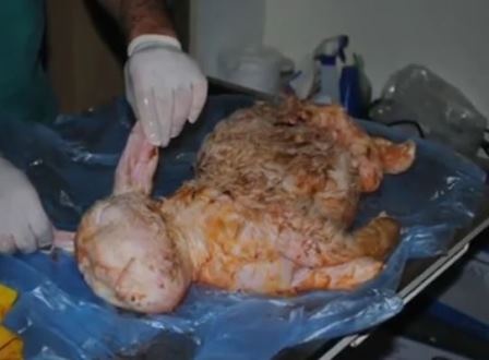 Con cừu non chào đời tại ngôi làng gần thành phố