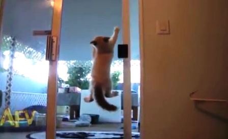 Với khả năng leo trèo đặc biệt, con mèo đã được mệnh danh là