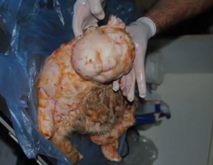 Đoạn clip được chia sẻ trên trang Youtube nhanh chóng đã thu hút hơn 200.000 lượt người xem.