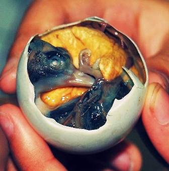 Những món ăn kinh dị trên thế giới - 1 Những món ăn kinh dị trên thế giới