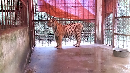 Hai cá thể hổ bị tiêm thuốc mê bởi các đối tượng buôn bán, bị quẳng xuống đường và bị thương.