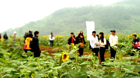 “Mùa thu vàng” rực rỡ hút hồn ở miền Tây xứ Nghệ - 46 Du khách đến tham quan cánh đồng hoa ngày càng đông.