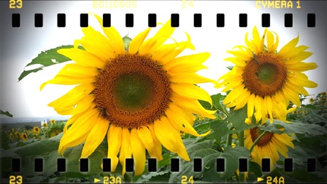 Bạn trẻ tạo dáng với những tư thế choáng để ghi lại khoảnh khắc đẹp nhất.