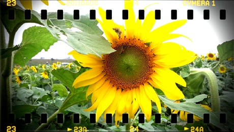 Đôi bạn trẻ tự sướng cho mình khi lạc vào cánh đồng hoa.