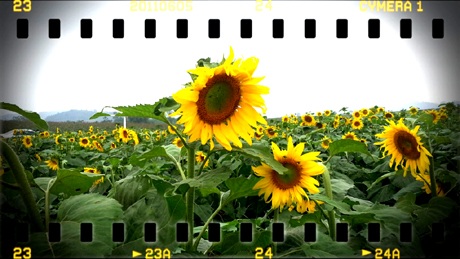 Đôi bạn trẻ tự sướng cho mình khi lạc vào cánh đồng hoa.