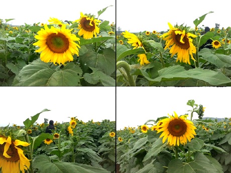 Đôi bạn trẻ tự sướng cho mình khi lạc vào cánh đồng hoa.