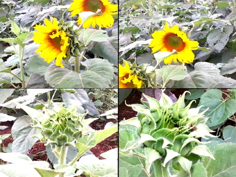 Đôi bạn trẻ tự sướng cho mình khi lạc vào cánh đồng hoa.