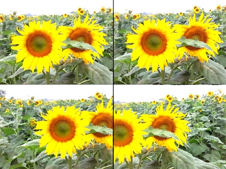 Đôi bạn trẻ tự sướng cho mình khi lạc vào cánh đồng hoa.