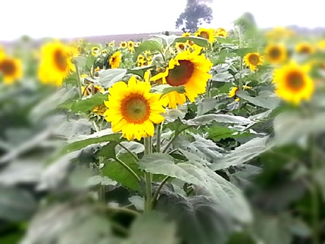 Đôi bạn trẻ tự sướng cho mình khi lạc vào cánh đồng hoa.