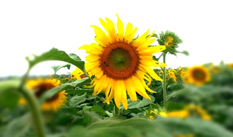 Đôi bạn trẻ tự sướng cho mình khi lạc vào cánh đồng hoa.