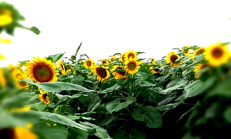 Đôi bạn trẻ tự sướng cho mình khi lạc vào cánh đồng hoa.