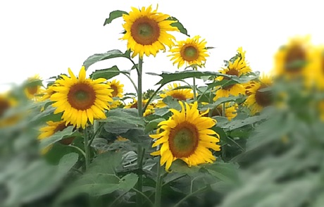 Đôi bạn trẻ tự sướng cho mình khi lạc vào cánh đồng hoa.