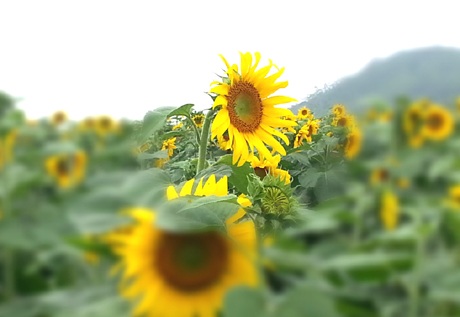 Chụp ảnh lưu niệm.