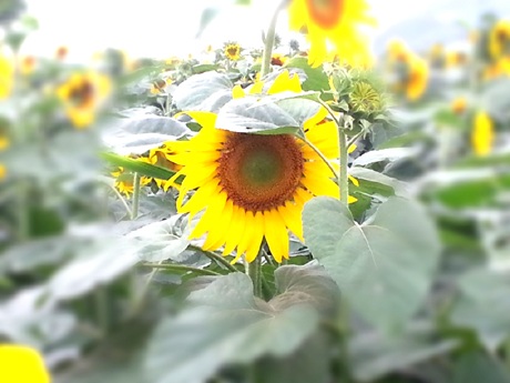 Chụp ảnh lưu niệm.