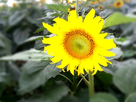 Chụp ảnh lưu niệm.