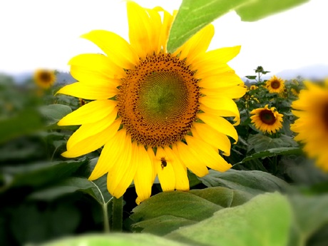 Chụp ảnh lưu niệm.