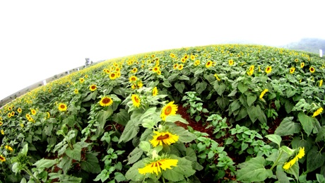 Đôi bạn trẻ tự sướng cho mình khi lạc vào cánh đồng hoa.