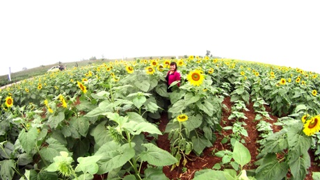 Đôi bạn trẻ tự sướng cho mình khi lạc vào cánh đồng hoa.