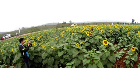 Đôi bạn trẻ tự sướng cho mình khi lạc vào cánh đồng hoa.