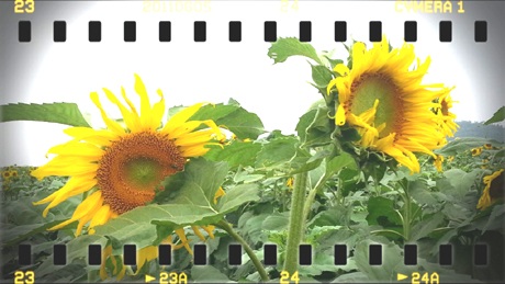 Đôi bạn trẻ tự sướng cho mình khi lạc vào cánh đồng hoa.