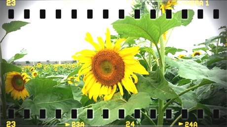 Đôi bạn trẻ tự sướng cho mình khi lạc vào cánh đồng hoa.