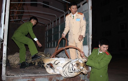 Kiểm tra chiếc xe tải, cảnh sát phát hiện con hổ lớn đã chết được giấu trên thùng xe.