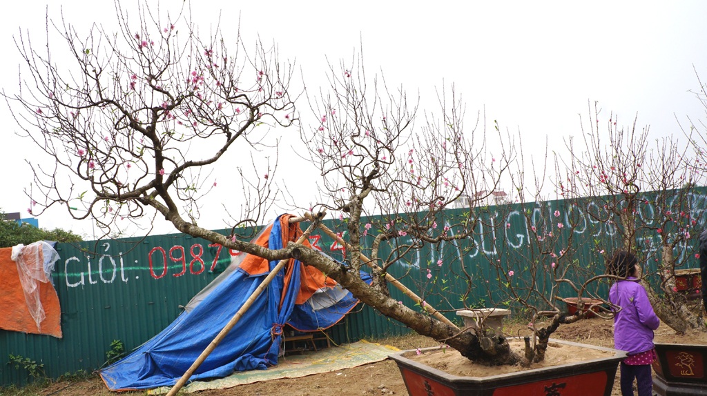 Thế nằm nghiêng của một cây đào Nhật Tân được chủ hét giá 15 triệu.