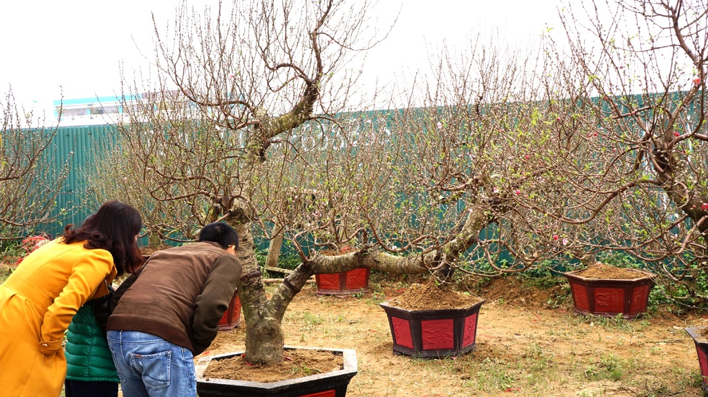 Ngắm kỹ từ gốc đào.