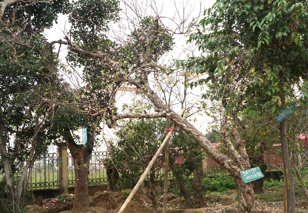 Một cây đào phai cao hơn 3m thế nghiêng có giá 15 triệu.