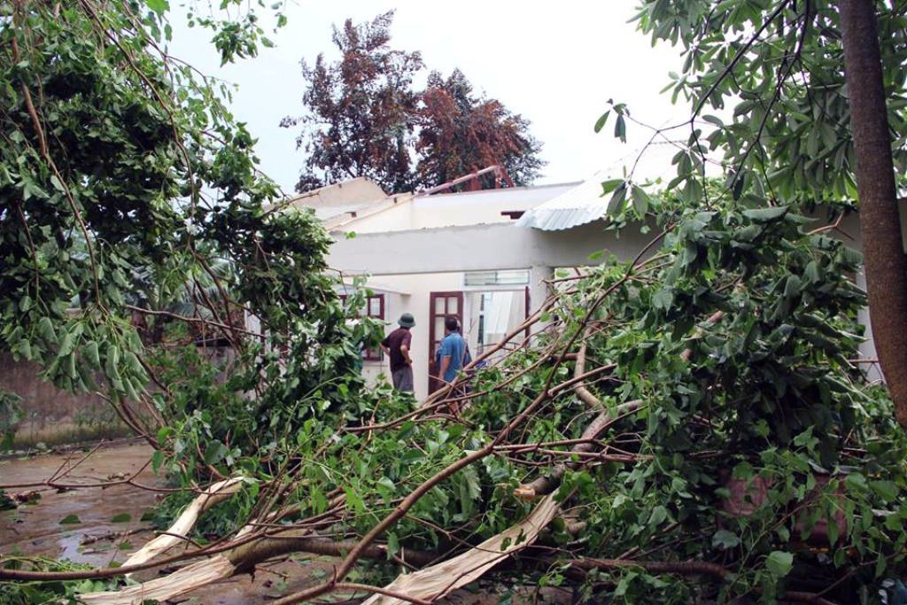Rất nhiều cây cối gãy đổ, may mắn không có thiệt hại về người.