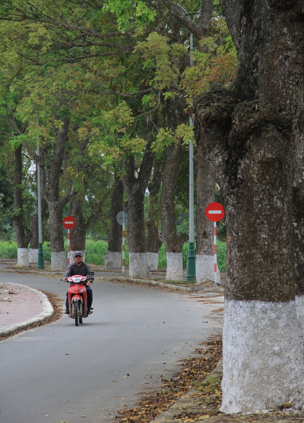 Ngắm hàng cây cổ thụ, biểu tượng hình ảnh trên quê hương Bác Hồ ...