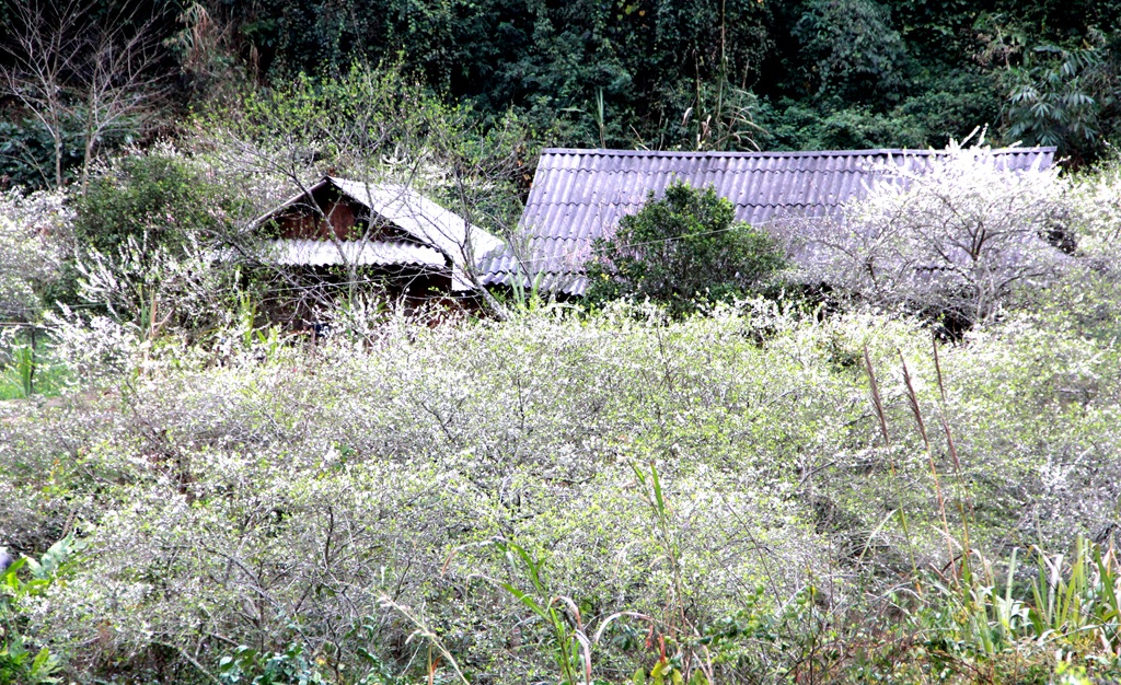 Thiên đường Mường Lống mùa hoa mận nở nhìn từ xa.