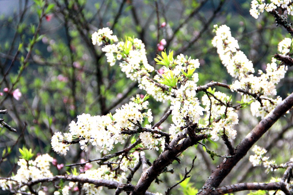 Thiên đường Mường Lống mùa hoa mận nở nhìn từ xa.