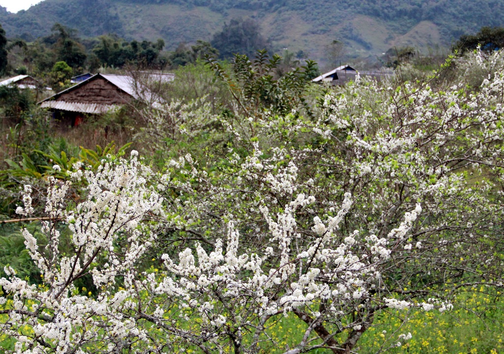Thiên đường Mường Lống mùa hoa mận nở nhìn từ xa.