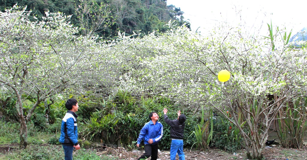 Thiên đường Mường Lống mùa hoa mận nở nhìn từ xa.