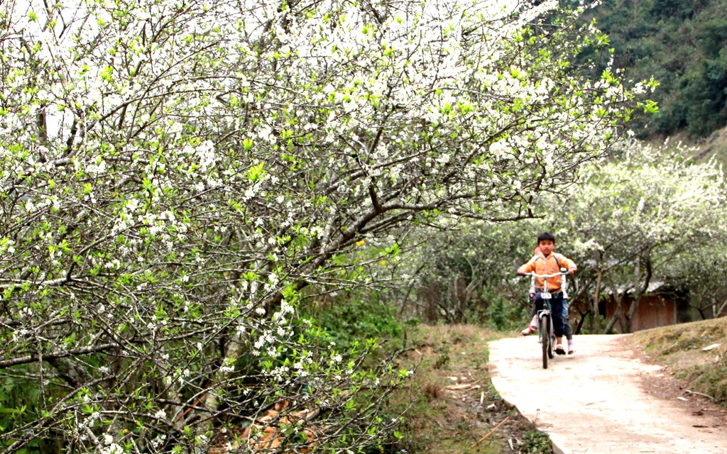 Thiên đường Mường Lống mùa hoa mận nở nhìn từ xa.