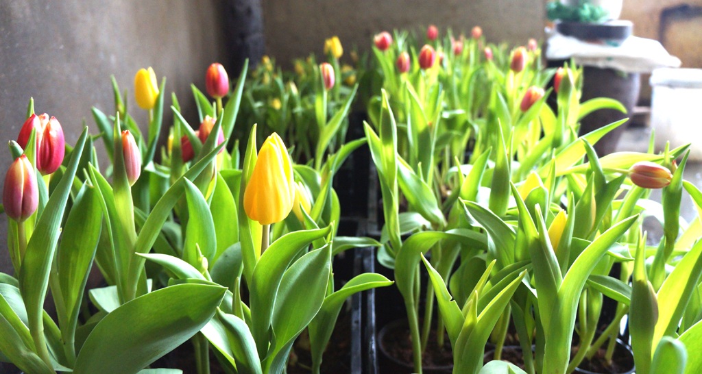 Một loại hoa Tulip màu vàng chen màu đỏ.