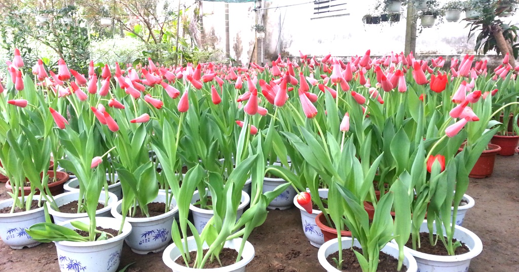 Khiến cánh đàn ông cũng phải đưa điện thoại ra chụp làm kỷ niệm.