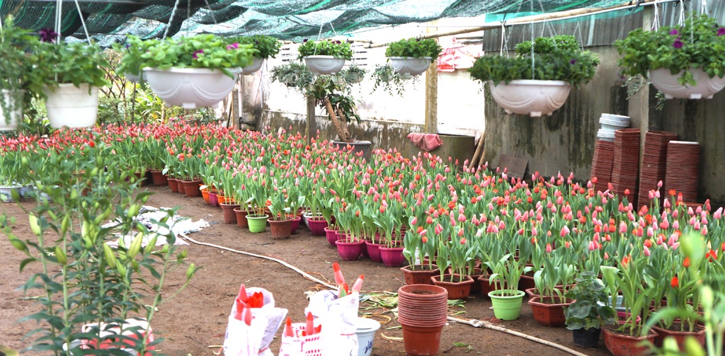 Hoa Tulip ở mảnh đất xã Nghi Liên.