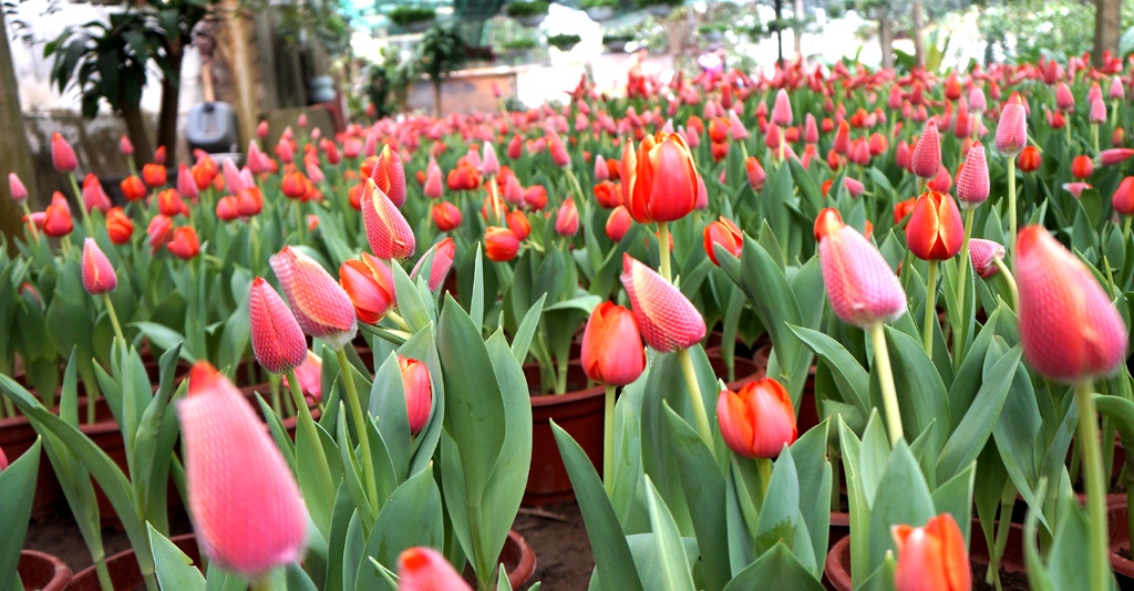 Những bông hoa nở rộ đẹp đến mê hồn.