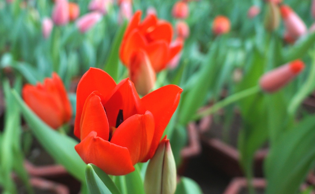 Những bông hoa nở rộ đẹp đến mê hồn.