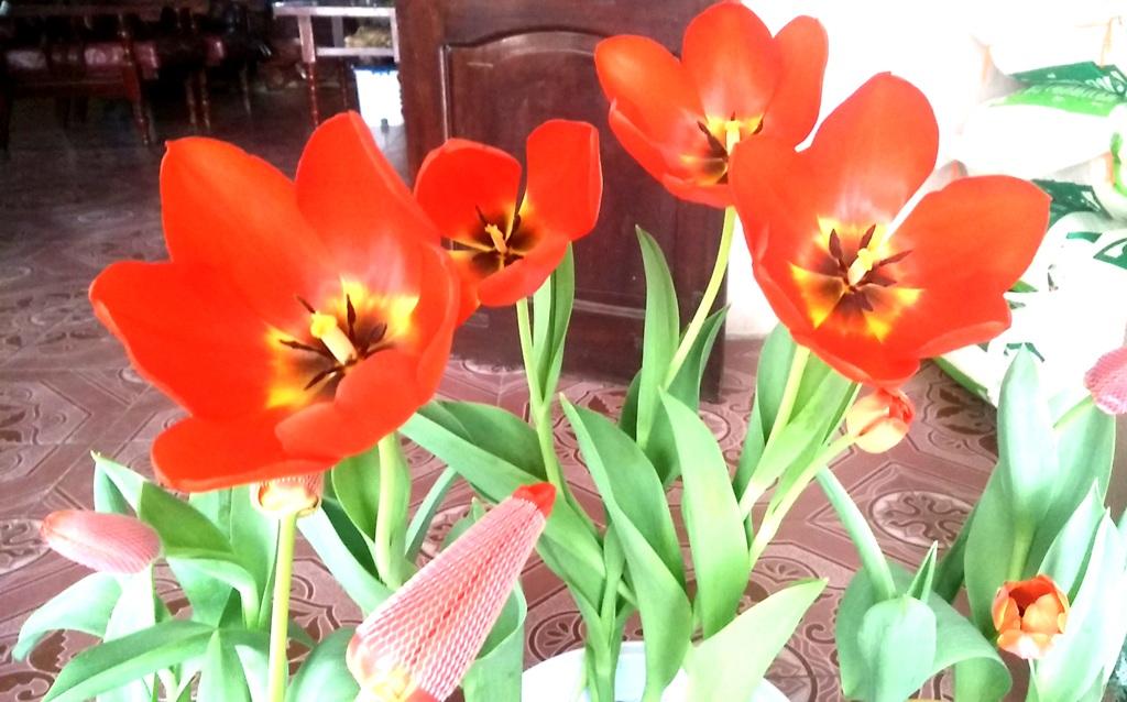 Hoa Tulip được đưa về nhà nở rất đẹp.