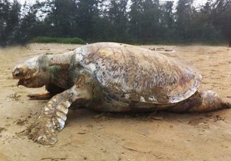 Con đồi mồi chết trôi dạt vào bờ biển.