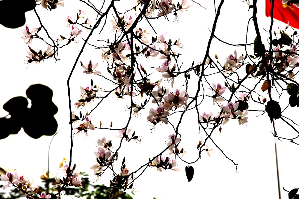 Hoa ban nở trắng khu vực mộ di tích bà Hoàng Thị Loan.