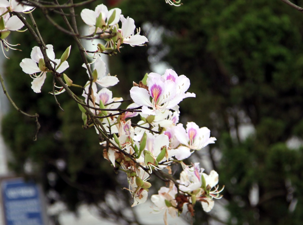 Hoa ban nở trắng khu vực mộ di tích bà Hoàng Thị Loan.